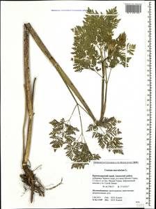 Conium maculatum L., Caucasus, Krasnodar Krai & Adygea (K1a) (Russia)