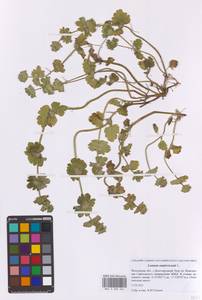 Lamium amplexicaule L., Eastern Europe, Moscow region (E4a) (Russia)