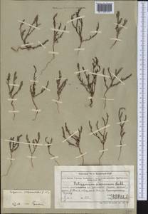 Polygonum polycnemoides Jaub. & Spach, Middle Asia, Muyunkumy, Balkhash & Betpak-Dala (M9) (Kazakhstan)