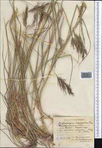 Bothriochloa bladhii (Retz.) S.T.Blake, Middle Asia, Pamir & Pamiro-Alai (M2) (Tajikistan)