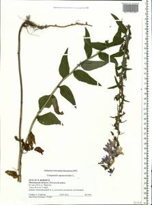 Campanula rapunculoides L., Eastern Europe, Moscow region (E4a) (Russia)