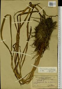 Hemerocallis middendorffii Trautv. & C.A.Mey., Siberia, Russian Far East (S6) (Russia)