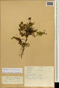 Thymus sibiricus (Serg.) Klokov & Des.-Shost., Siberia, Yakutia (S5) (Russia)