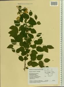 Spiraea media F. Schmidt, Eastern Europe, Central region (E4) (Russia)