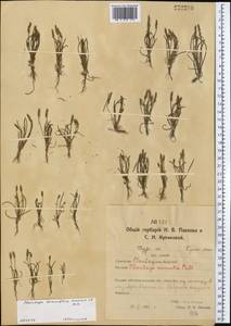 Plantago tenuiflora Waldst. & Kit., Middle Asia, Northern & Central Kazakhstan (M10) (Kazakhstan)