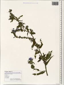 Echium vulgare L., Caucasus, Black Sea Shore (from Novorossiysk to Adler) (K3) (Russia)