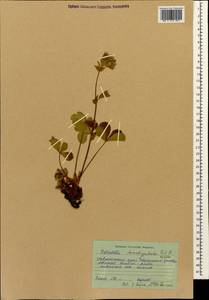 Potentilla brachypetala Fisch. & C. A. Mey. ex Lehm., Caucasus, Stavropol Krai, Karachay-Cherkessia & Kabardino-Balkaria (K1b) (Russia)