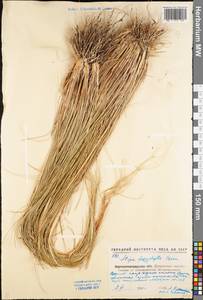 Stipa dasyphylla (Lindem.) Czern. ex Trautv., Eastern Europe, North Ukrainian region (E11) (Ukraine)