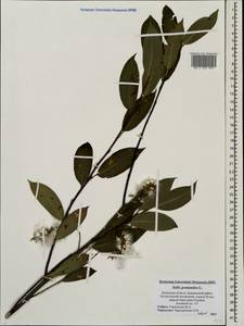 Salix pentandra L., Eastern Europe, North-Western region (E2) (Russia)