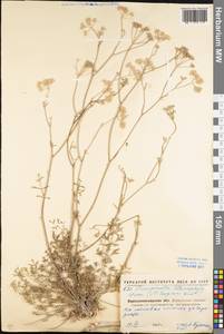 Pimpinella tragium Vill., Eastern Europe, North Ukrainian region (E11) (Ukraine)
