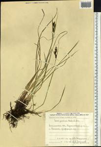 Carex gmelinii Hook. & Arn., Siberia, Russian Far East (S6) (Russia)