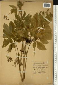 Chaerophyllum aromaticum L., Eastern Europe, Moscow region (E4a) (Russia)