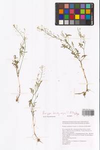 Rorippa brachycarpa (C.A.Mey.) Hayek, Eastern Europe, Lower Volga region (E9) (Russia)