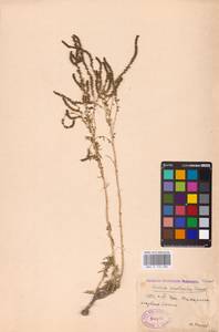 Bassia prostrata (L.) Beck, Eastern Europe, Eastern region (E10) (Russia)