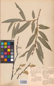 Salix acutifolia Willd., Eastern Europe, Eastern region (E10) (Russia)