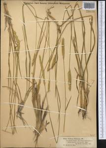 Agropyron fragile (Roth) P.Candargy, Middle Asia, Muyunkumy, Balkhash & Betpak-Dala (M9) (Kazakhstan)