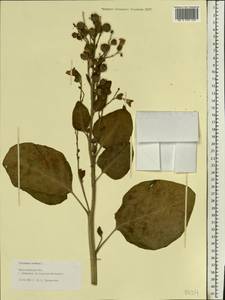 Nicotiana rustica L., Eastern Europe, Central forest region (E5) (Russia)