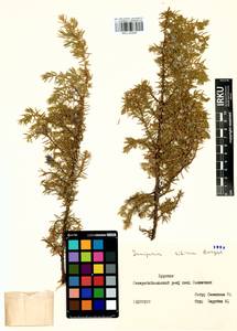 Juniperus communis var. saxatilis Pall., Siberia, Baikal & Transbaikal region (S4) (Russia)