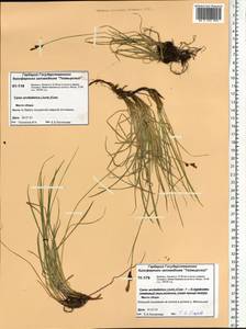 Carex bigelowii subsp. arctisibirica (Jurtzev) Á.Löve & D.Löve, Siberia, Central Siberia (S3) (Russia)