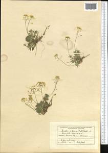 Draba sibirica (Pall.) Thell., Middle Asia, Pamir & Pamiro-Alai (M2) (Kyrgyzstan)