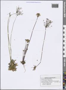 Androsace septentrionalis L., Eastern Europe, Middle Volga region (E8) (Russia)