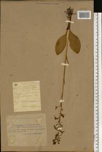 Platanthera chlorantha (Custer) Rchb., Eastern Europe, South Ukrainian region (E12) (Ukraine)