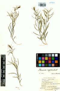 Thesium repens Ledeb., Siberia, Baikal & Transbaikal region (S4) (Russia)