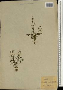 Lindernia procumbens (Krocker) Philcox, South Asia, South Asia (Asia outside ex-Soviet states and Mongolia) (ASIA) (Japan)