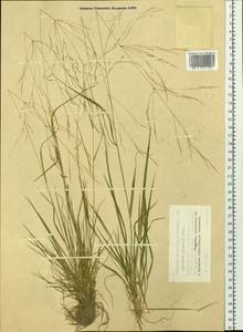 Agrostis clavata Trin., Siberia, Western Siberia (S1) (Russia)