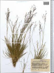 Agrostis anadyrensis Soczava, Siberia, Chukotka & Kamchatka (S7) (Russia)