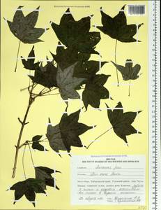 Acer pictum subsp. mono (Maxim.) H. Ohashi, Siberia, Russian Far East (S6) (Russia)