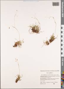 Carex capillaris L., Siberia, Russian Far East (S6) (Russia)