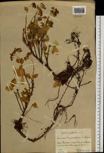 Hylotelephium populifolium (Pall.) H. Ohba, Siberia, Altai & Sayany Mountains (S2) (Russia)