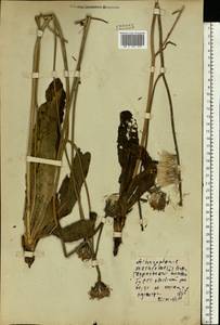 Trommsdorffia maculata (L.) Bernh., Eastern Europe, Belarus (E3a) (Belarus)