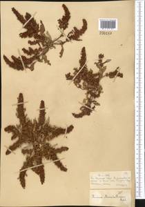 Rumex marschallianus Rchb., Middle Asia, Muyunkumy, Balkhash & Betpak-Dala (M9) (Kazakhstan)