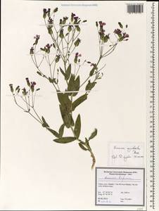 Vaccaria oxyodonta Boiss., South Asia, South Asia (Asia outside ex-Soviet states and Mongolia) (ASIA) (Turkey)