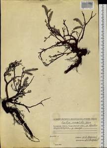 Salix saxatilis Turcz., Siberia, Chukotka & Kamchatka (S7) (Russia)