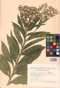 Senecio sarracenicus L., Eastern Europe, Moscow region (E4a) (Russia)