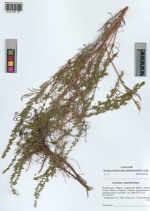 Artemisia pubescens Ledeb., Siberia, Altai & Sayany Mountains (S2) (Russia)