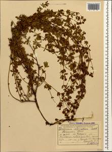 Lotus herbaceus (Vill.) Jauzein, Caucasus, Abkhazia (K4a) (Abkhazia)