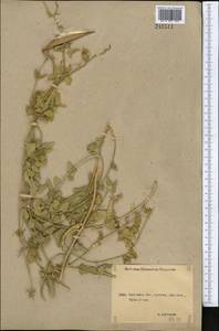 Cynanchum acutum L., Middle Asia, Northern & Central Kazakhstan (M10) (Kazakhstan)