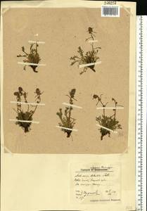 Artemisia borealis Pall., Eastern Europe, Northern region (E1) (Russia)