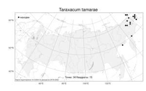 Taraxacum tamarae Kharkev. & Tzvelev, Atlas of the Russian Flora (FLORUS) (Russia)