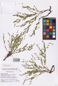 Polygala sibirica L., Eastern Europe, Central forest-and-steppe region (E6) (Russia)