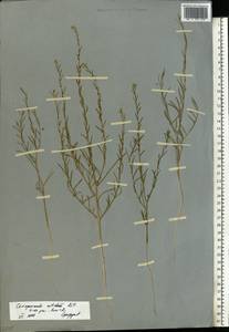 Corispermum nitidum Kit. ex Schult., Eastern Europe, Lower Volga region (E9) (Russia)