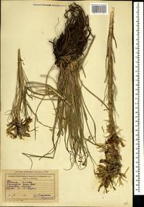 Asphodeline lutea (L.) Rchb., Crimea (KRYM) (Russia)