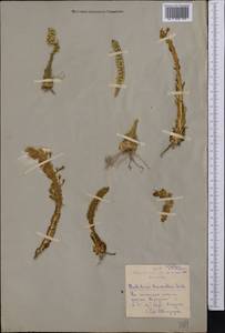 Orostachys thyrsiflora (DC.) Fisch. ex Sweet, Middle Asia, Northern & Central Kazakhstan (M10) (Kazakhstan)