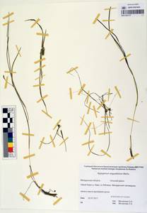 MAG 0003157, Sparganium angustifolium Michx., Siberia, Chukotka & Kamchatka (S7) (Russia)