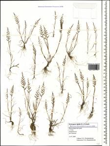 Catapodium rigidum (L.) C.E.Hubb., Caucasus, Black Sea Shore (from Novorossiysk to Adler) (K3) (Russia)