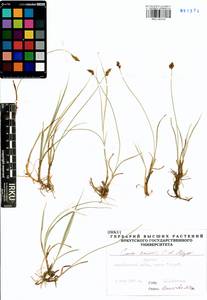 Carex enervis C.A.Mey., Siberia, Baikal & Transbaikal region (S4) (Russia)